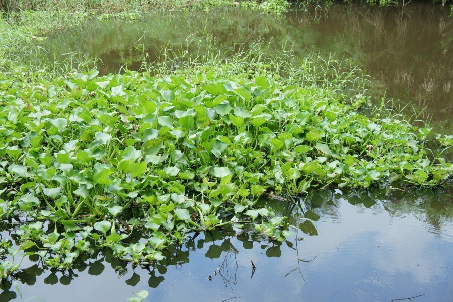 Aquatic Weed Control