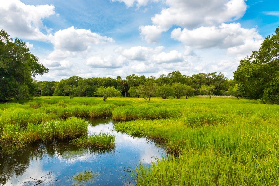 Wetland Maintenance.